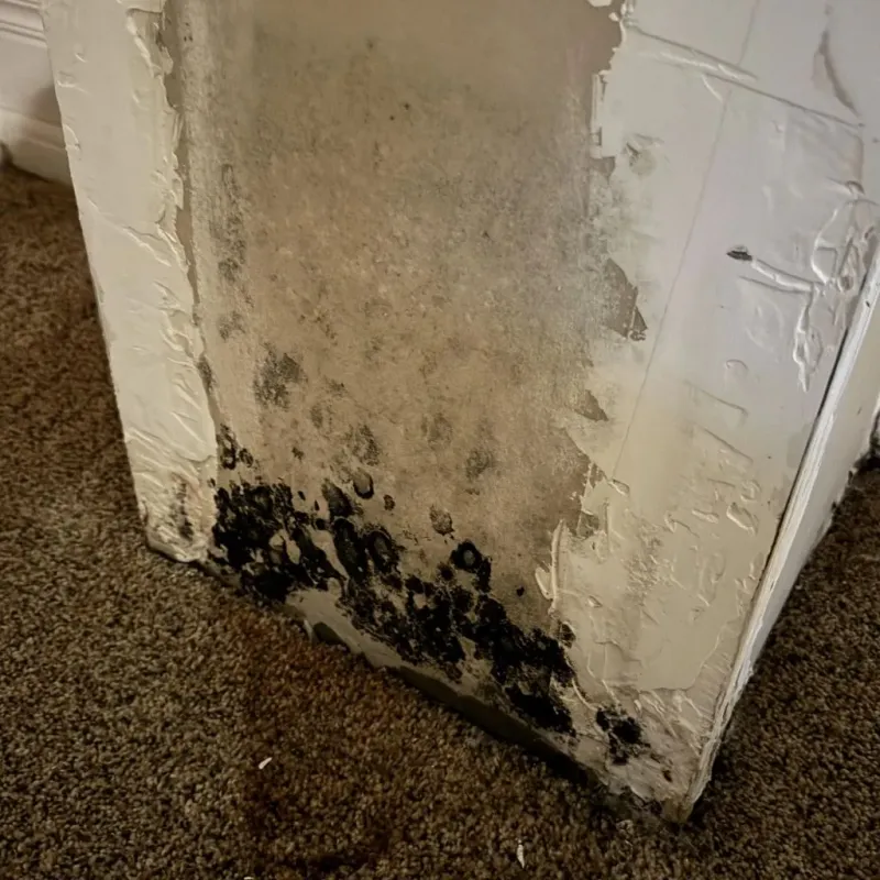 Professional Mold Removal in Lexington, GA